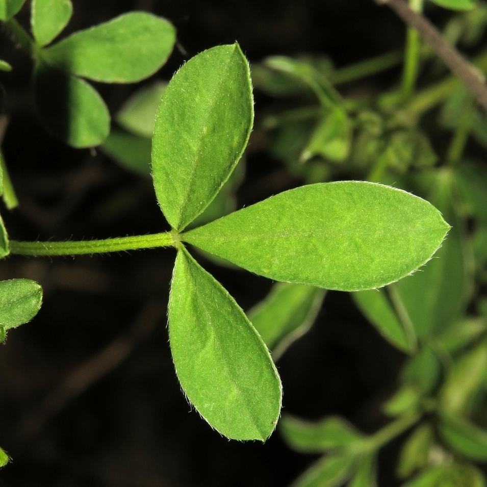 Изображение особи Chamaecytisus colchicus.