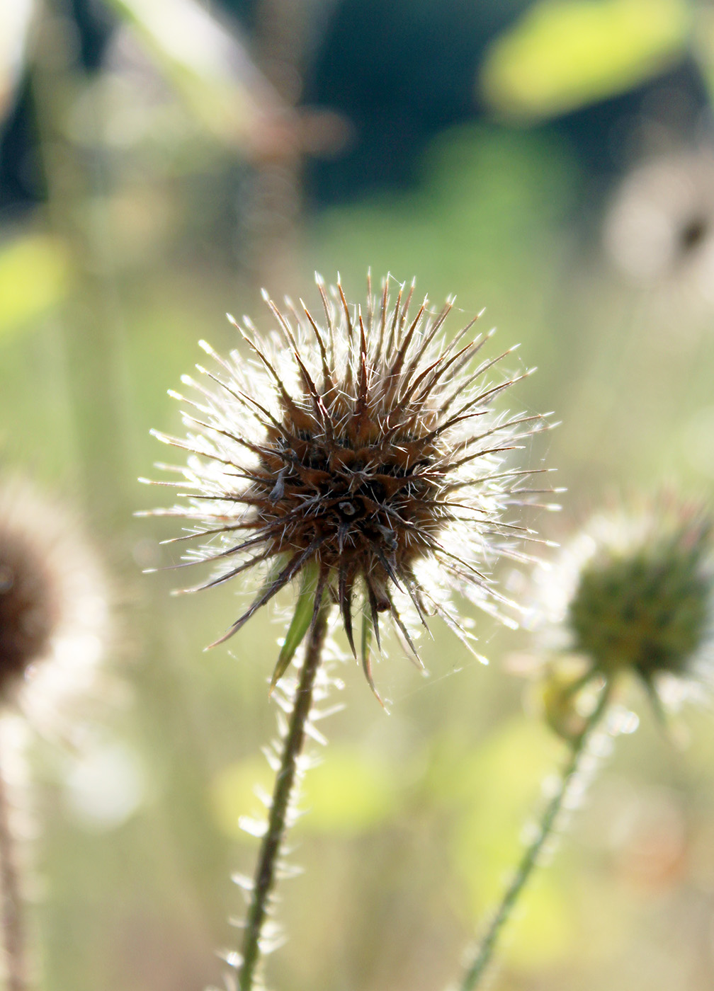 Image of Dipsacus strigosus specimen.