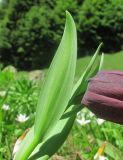 Fritillaria latifolia