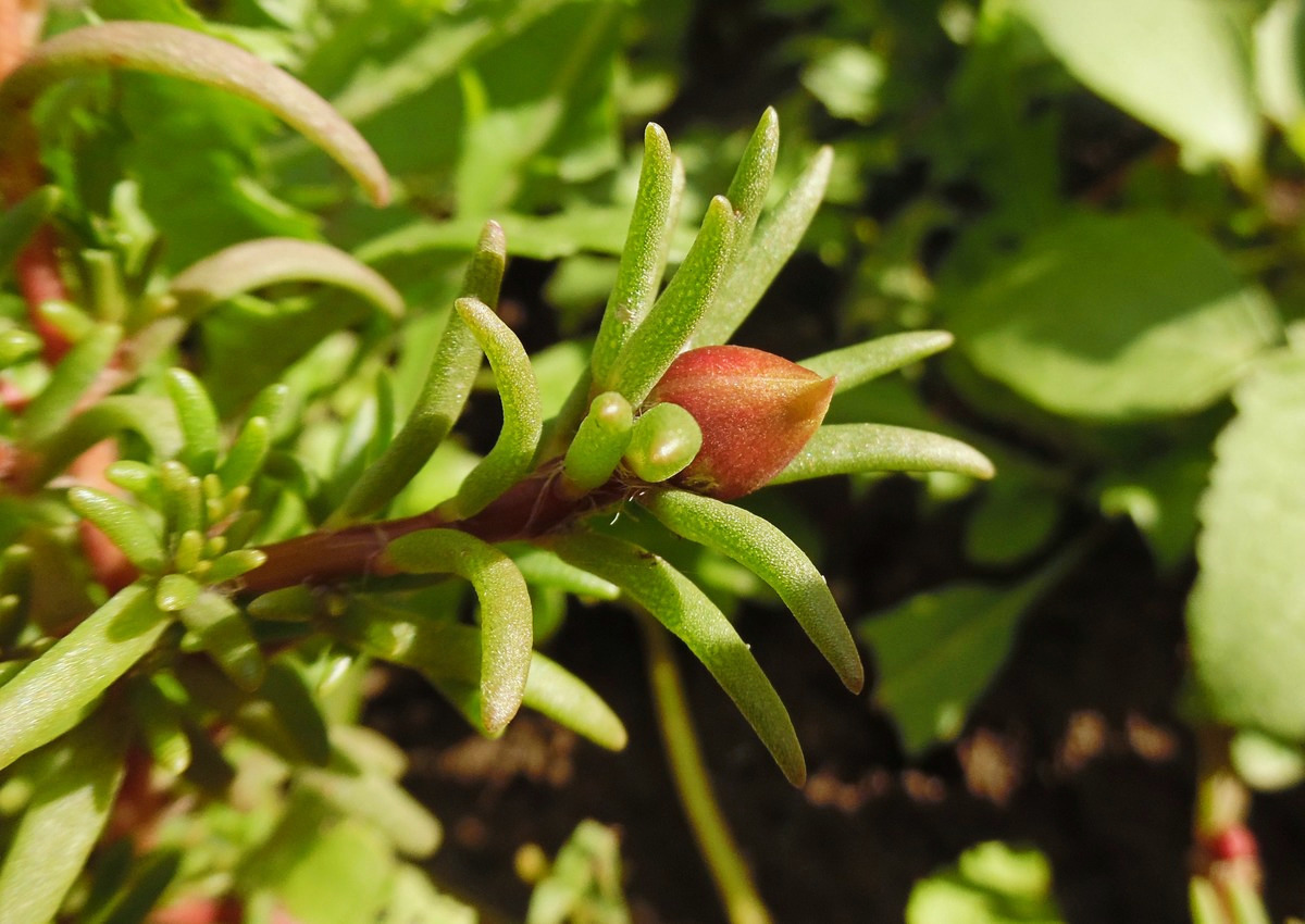 Изображение особи Portulaca grandiflora.