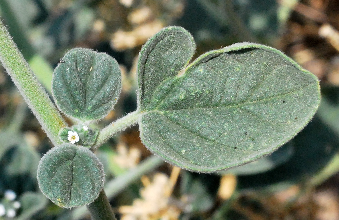 Изображение особи Heliotropium ellipticum.