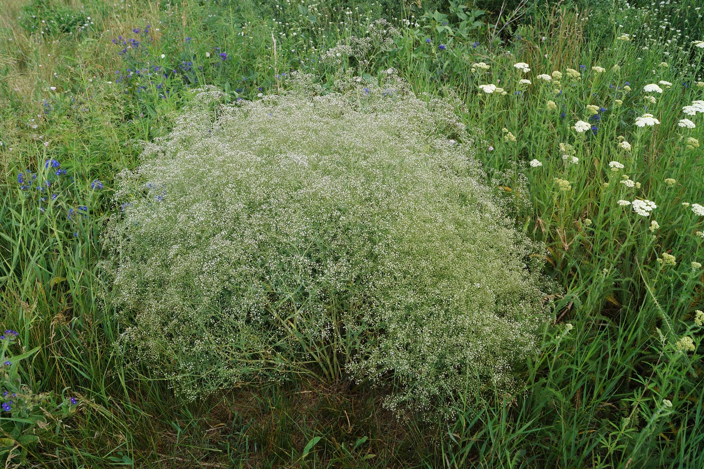 Изображение особи Gypsophila paniculata.