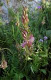 Onobrychis petraea