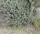 Ruschia perfoliata. Часть вегетирующего растения. Израиль, Шарон, г. Тель-Авив, ботанический сад \"Сад кактусов\". 07.03.2017.