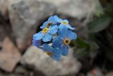 Myosotis alpestris. Цветки. Республика Адыгея, Майкопский р-н, Кавказский биосферный заповедник, вершина горы Фишт, между камнями, выс. 2867 м н.у.м. 16.07.2017.