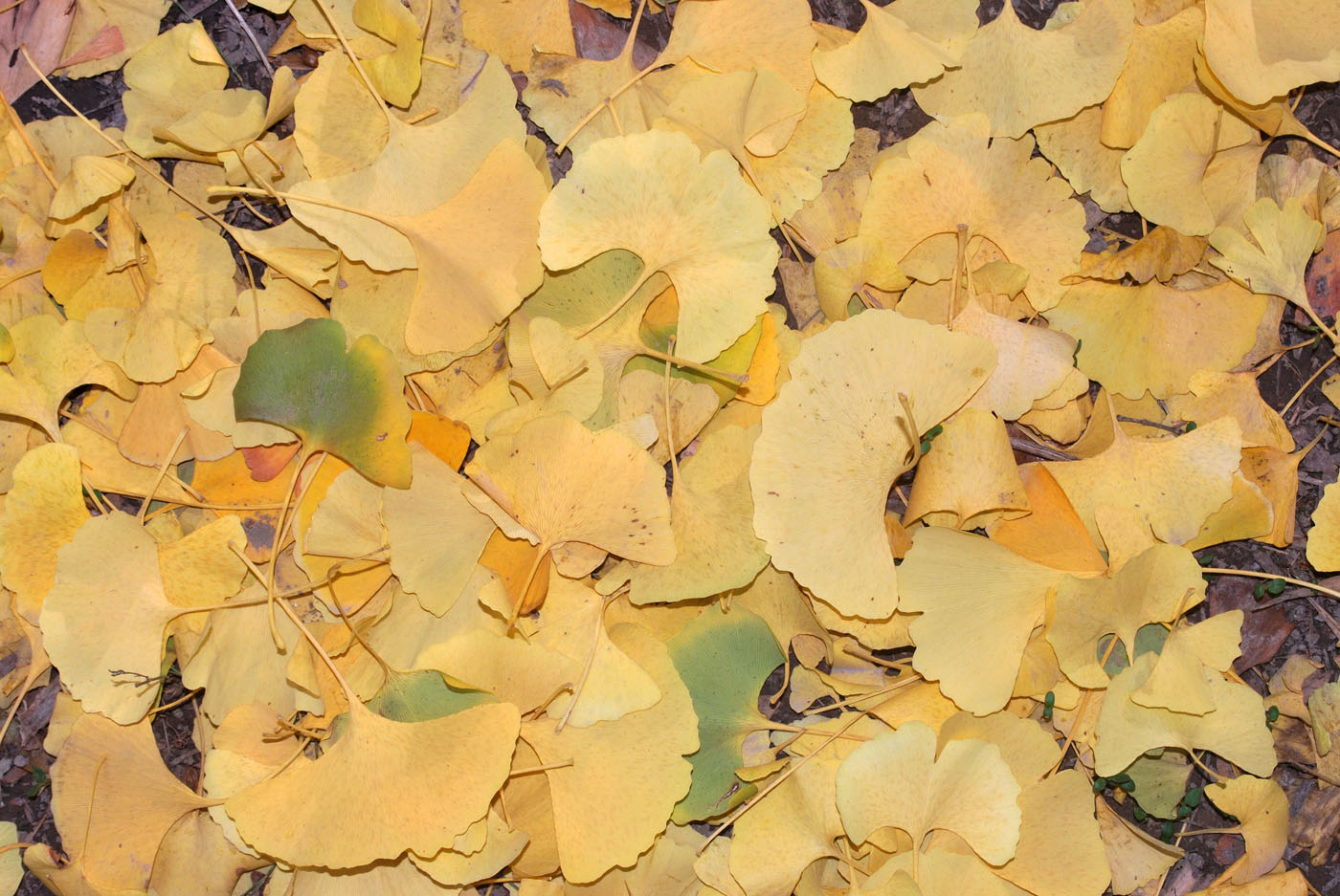 Image of Ginkgo biloba specimen.
