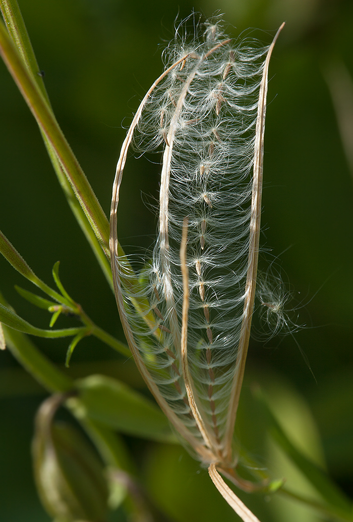 Image of Epilobium palustre specimen.