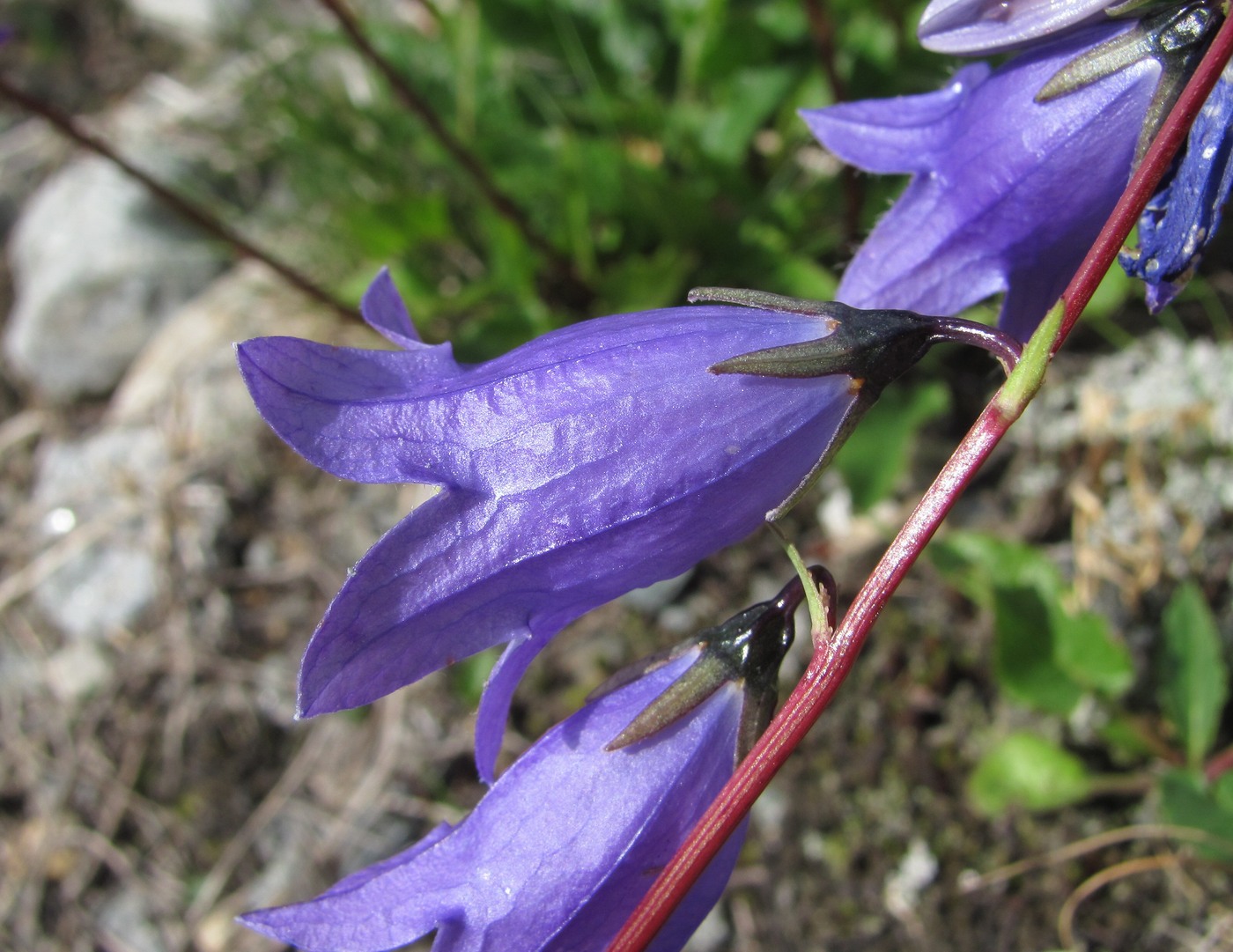 Image of Campanula collina specimen.