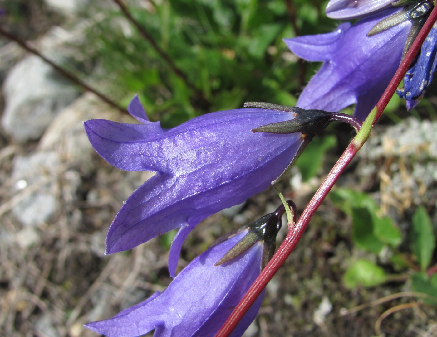 Изображение особи Campanula collina.