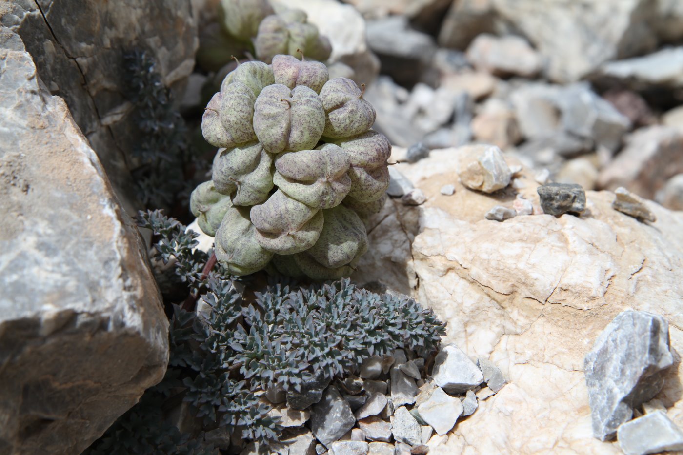 Image of Cysticorydalis fedtschenkoana specimen.