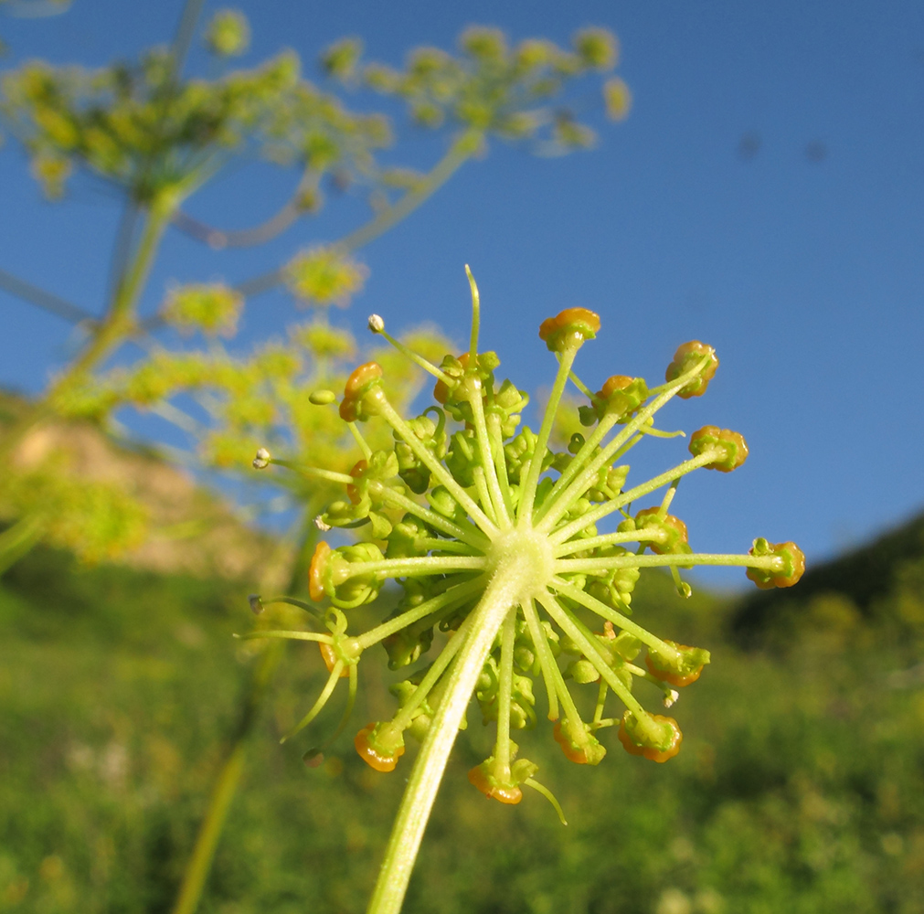 Image of Angelica tatianae specimen.