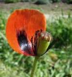 Papaver stevenianum