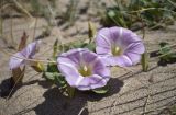 Calystegia soldanella. Цветущее растение. Испания, автономное сообщество Каталония, провинция Жирона, комарка Баш Эмпорда, муниципалитет Пальс (Pals), пляж Грау (Platja del Grau) в 2 км. к югу от устья р. Тер, подножье тылового склона дюны. 29.04.2017.