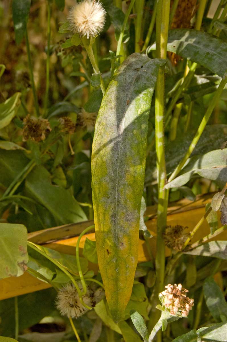 Image of Aster amellus specimen.