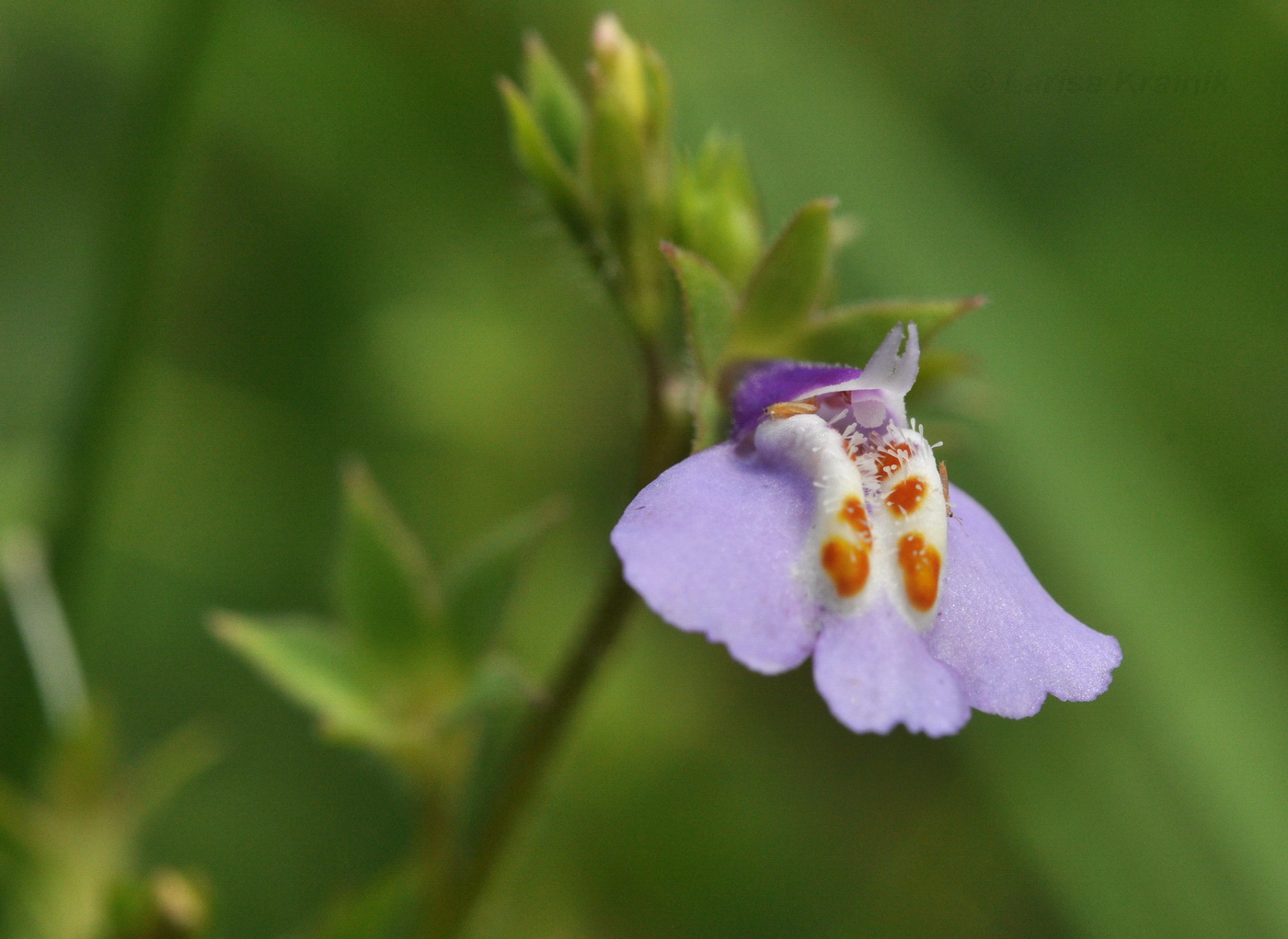 Изображение особи Mazus stachydifolius.