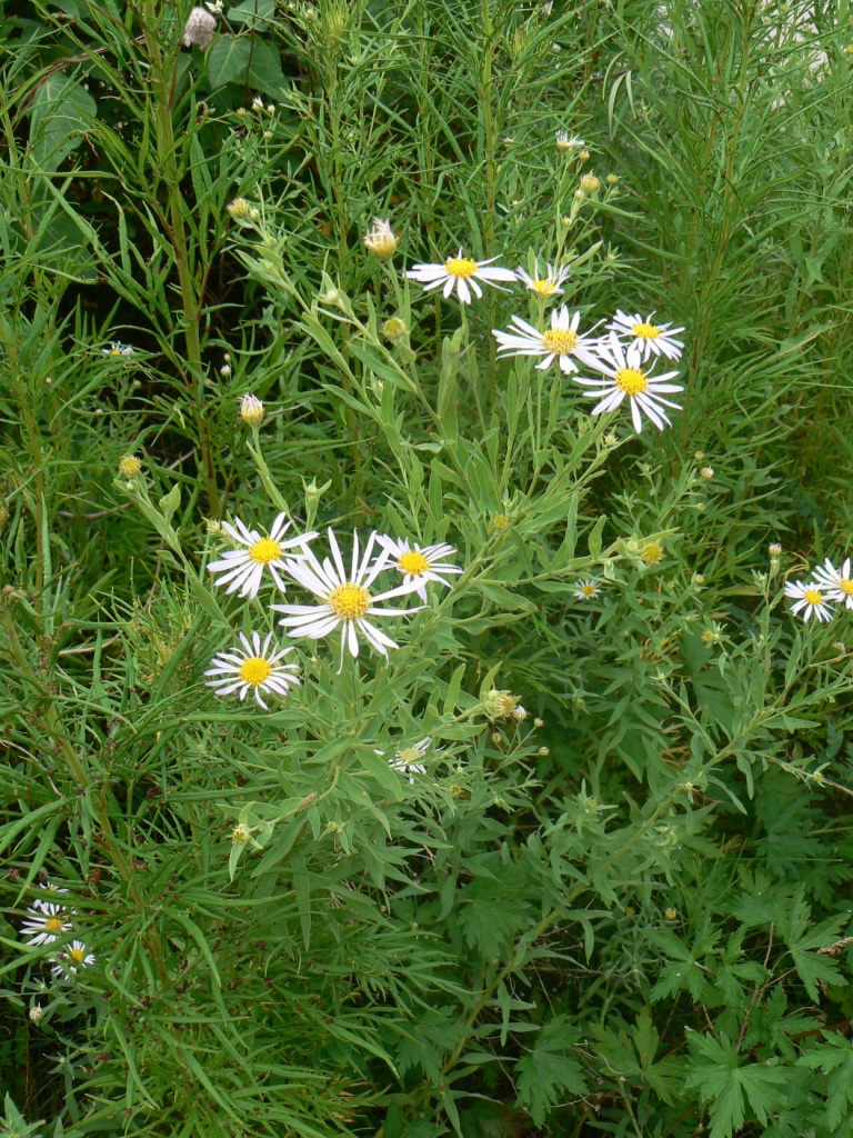 Image of genus Galatella specimen.