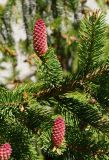 Picea abies