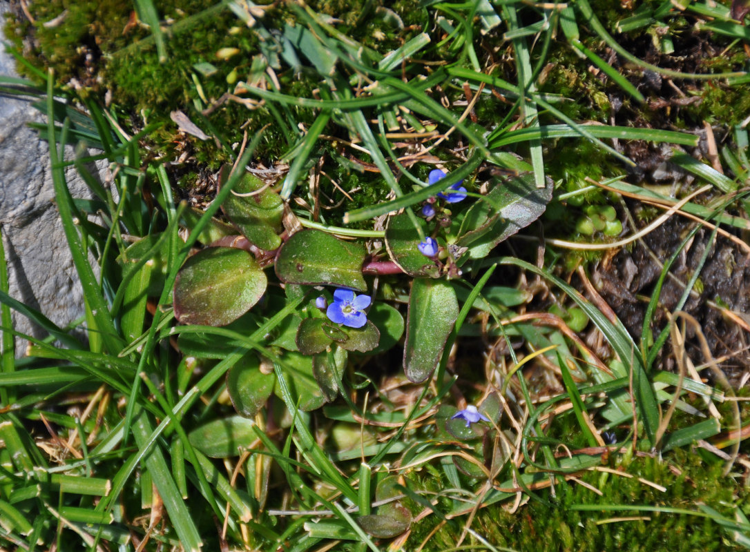 Image of Veronica beccabunga ssp. muscosa specimen.