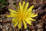 genus Taraxacum