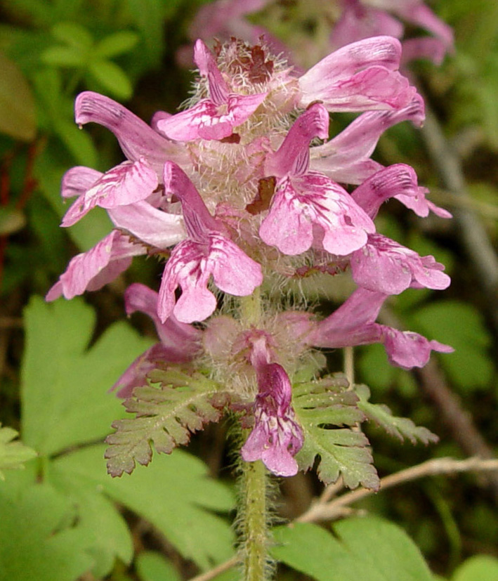 Image of Pedicularis verticillata specimen.