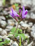 Astragalus humifusus