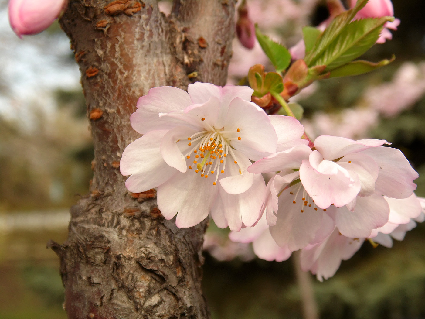 Image of Prunus serrulata specimen.