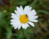 Leucanthemum ircutianum. Соцветие с кормящейся мухой. Камчатский край, Елизовский р-н, горный массив Вачкажец, берег озера. 18.08.2016.