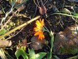 Calendula officinalis