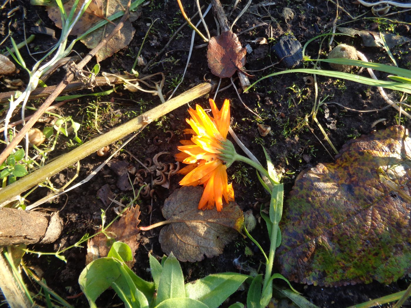 Изображение особи Calendula officinalis.