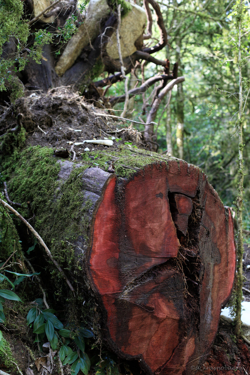 Image of Taxus baccata specimen.