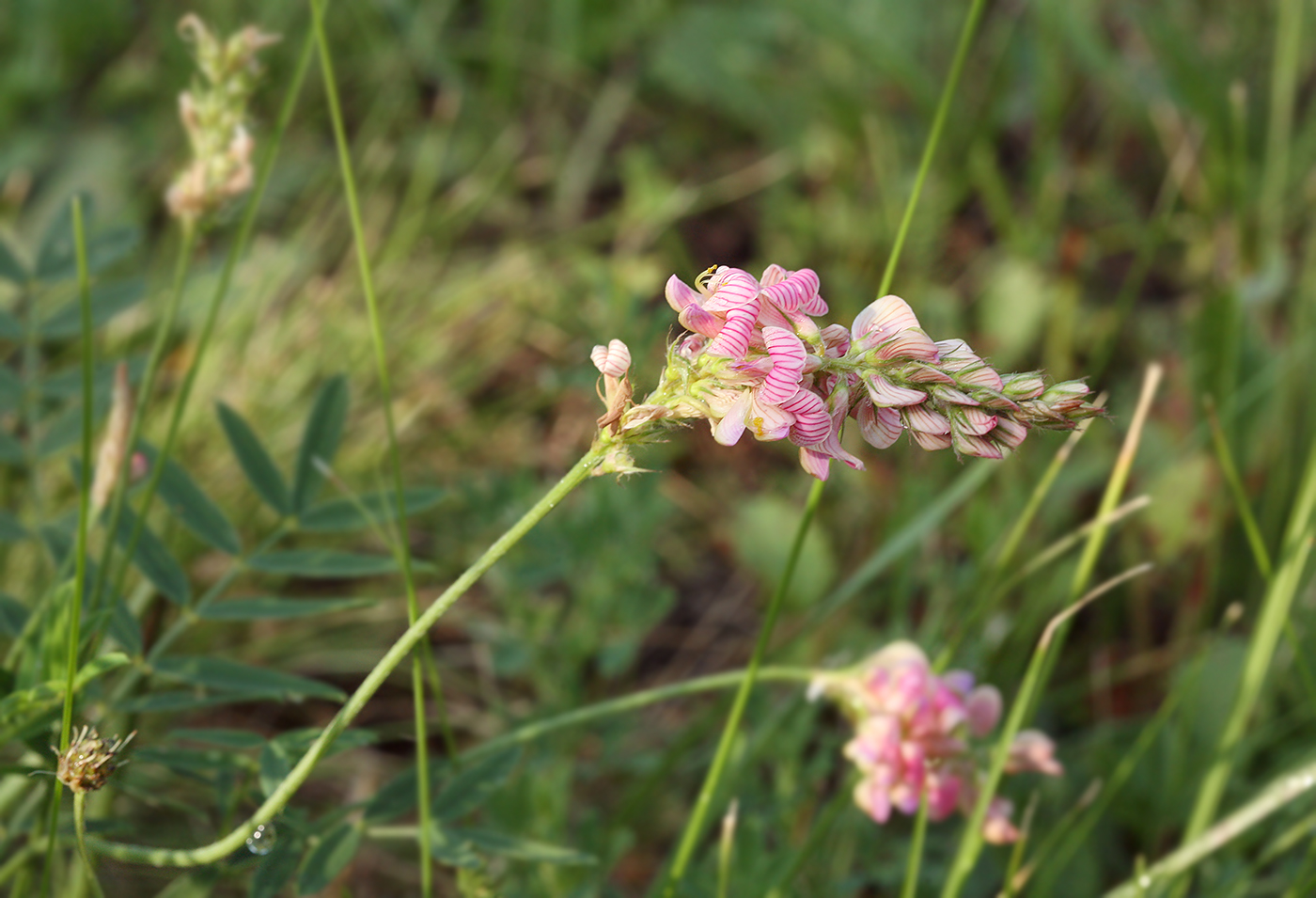 Изображение особи Onobrychis arenaria.