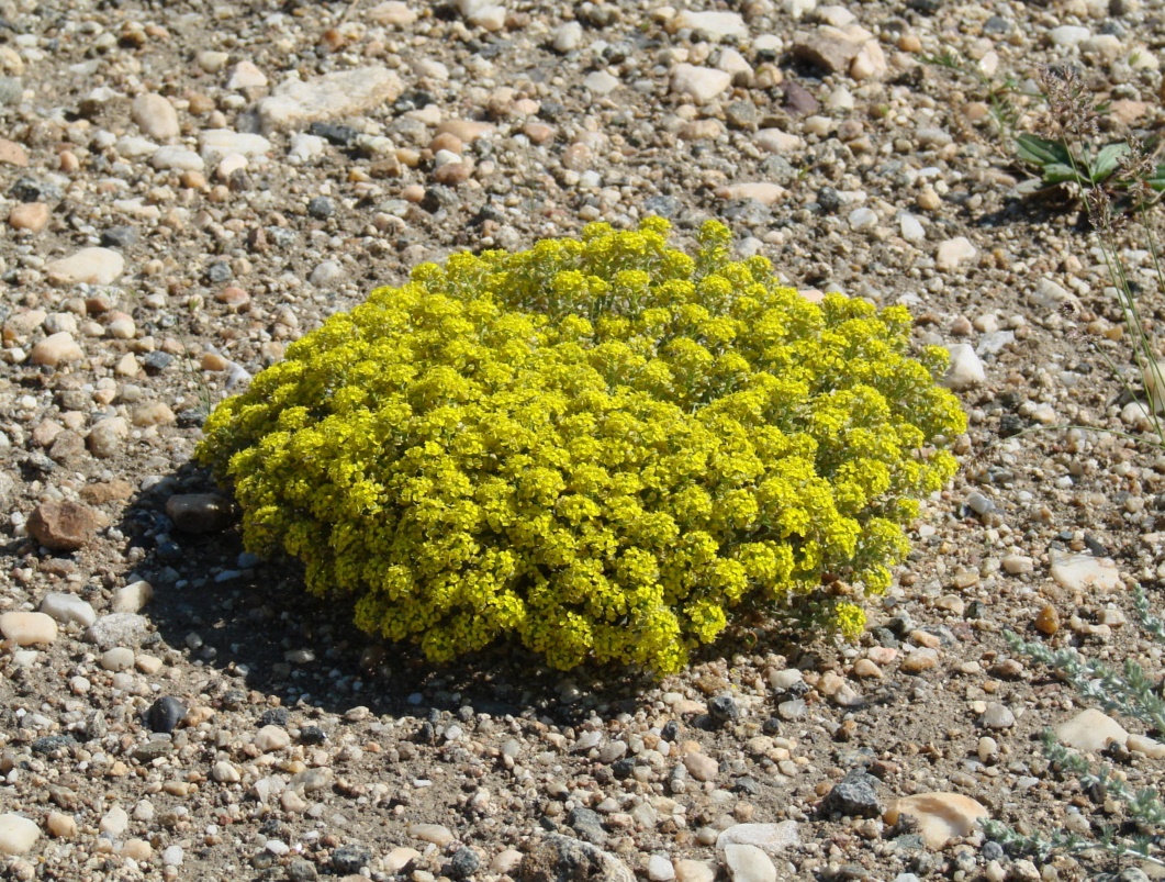 Image of Odontarrhena obovata specimen.