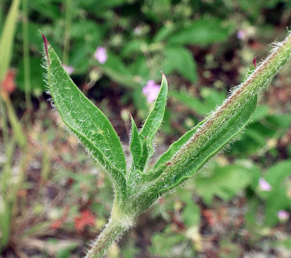 Изображение особи Silene dichotoma.