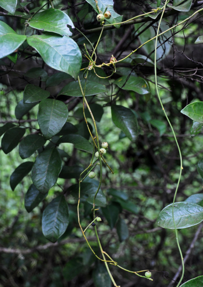 Изображение особи Cassytha filiformis.