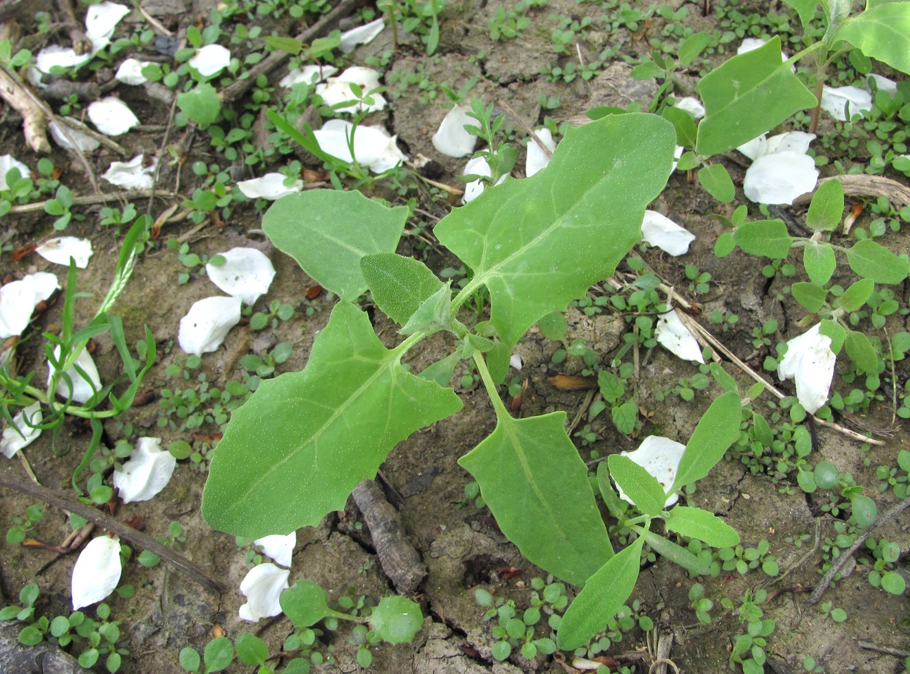 Изображение особи Atriplex sagittata.