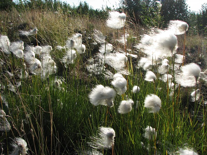 Изображение особи Eriophorum scheuchzeri.