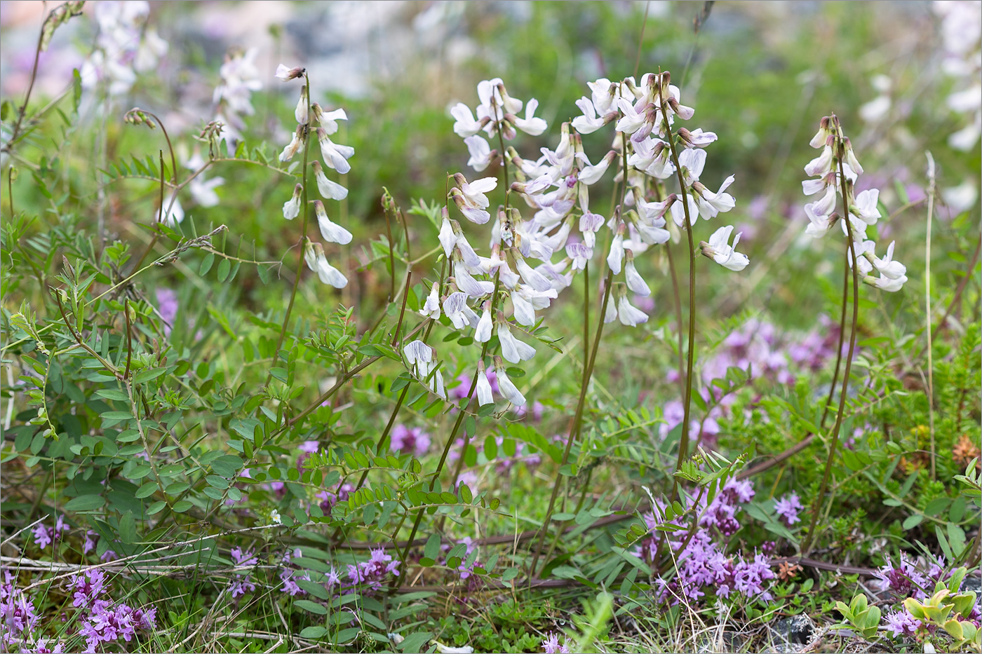 Image of Vicia sylvatica specimen.