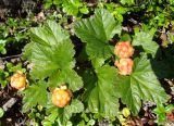 Rubus chamaemorus