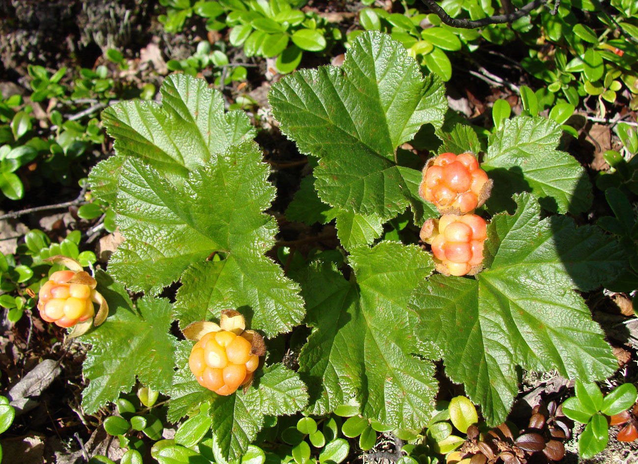 Image of Rubus chamaemorus specimen.