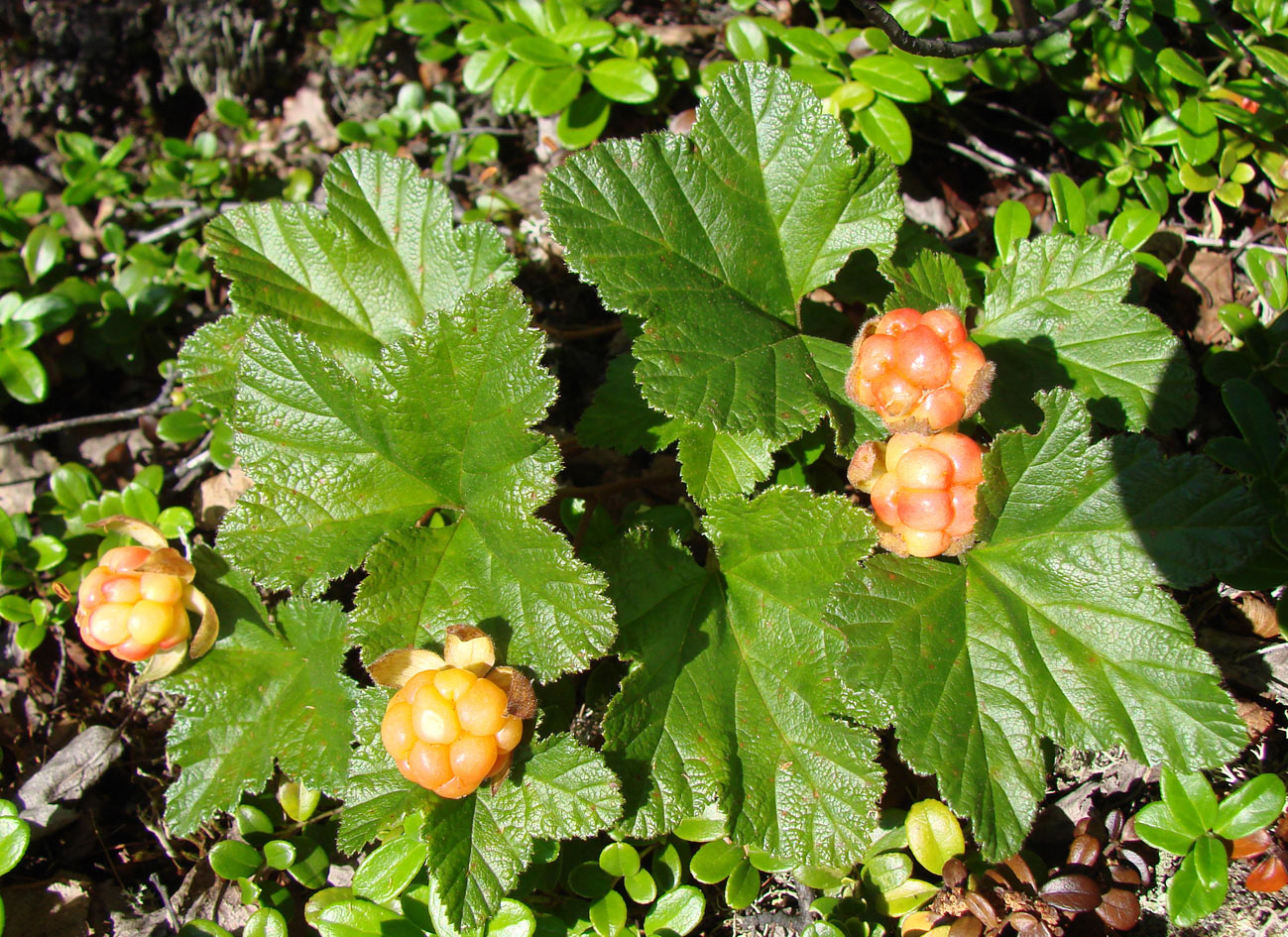 Изображение особи Rubus chamaemorus.