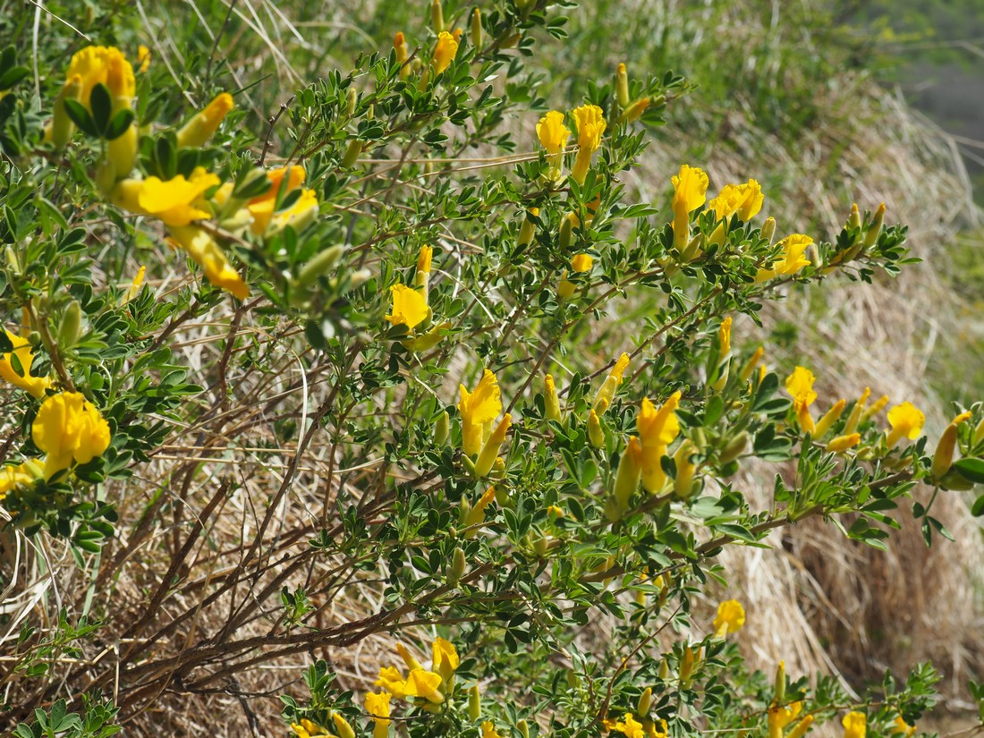 Image of Chamaecytisus ruthenicus specimen.