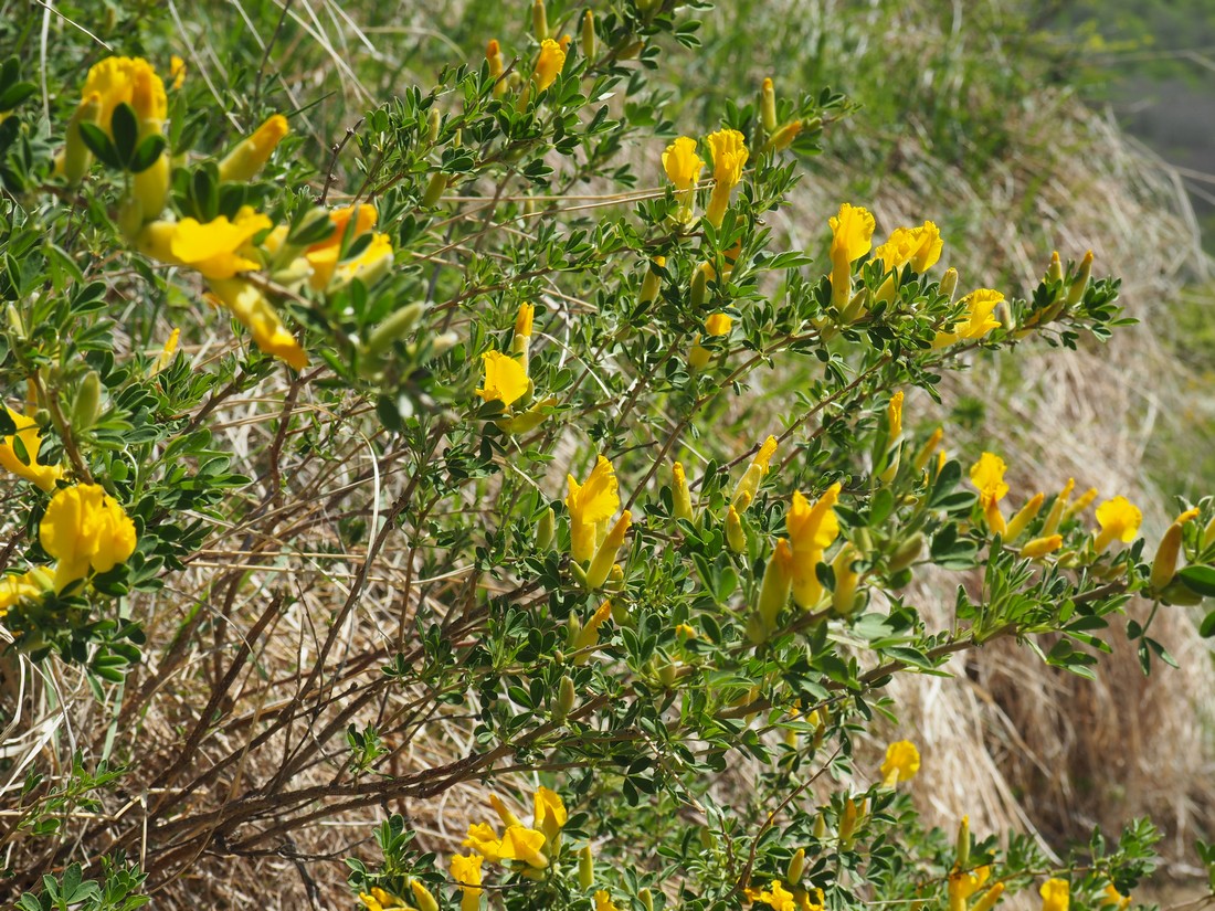 Изображение особи Chamaecytisus ruthenicus.