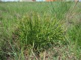 род Carex
