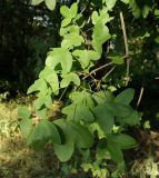 Acer monspessulanum