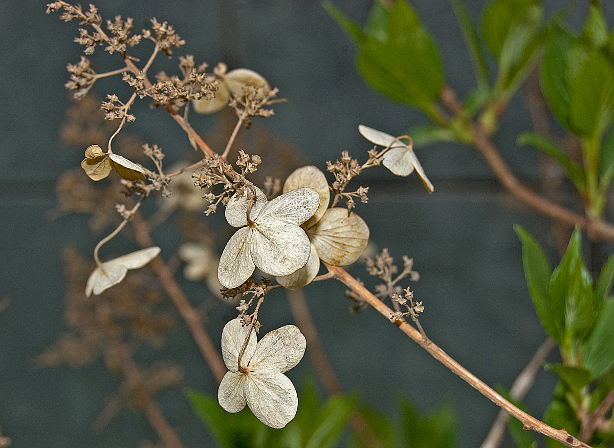 Image of Hydrangea paniculata specimen.