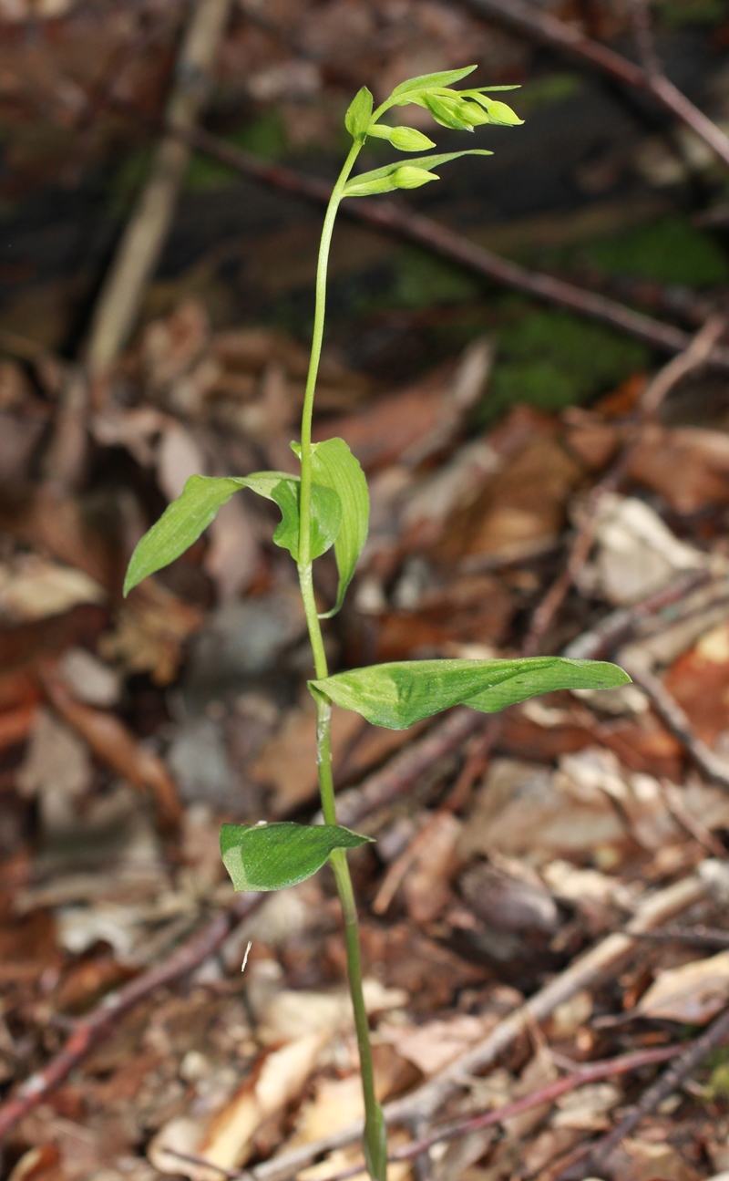 Image of Epipactis persica specimen.