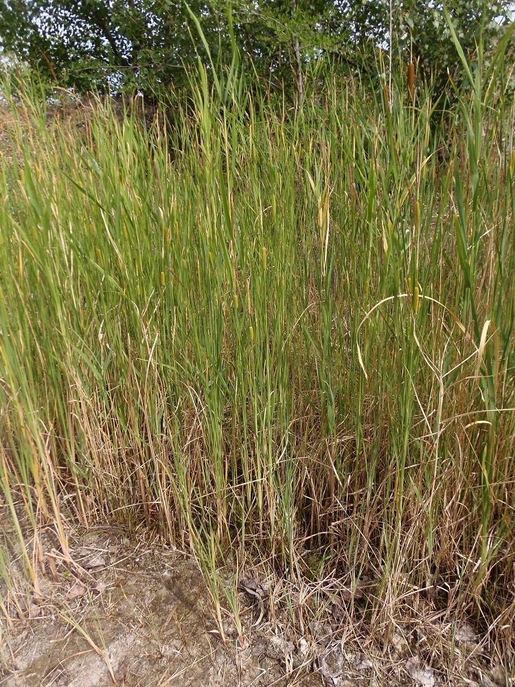 Изображение особи Typha laxmannii.