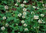 Trifolium repens. Соцветия и листья. Московская обл., Воскресенский р-н, Лопатинские карьеры, посадки сосны. 19.06.2018.