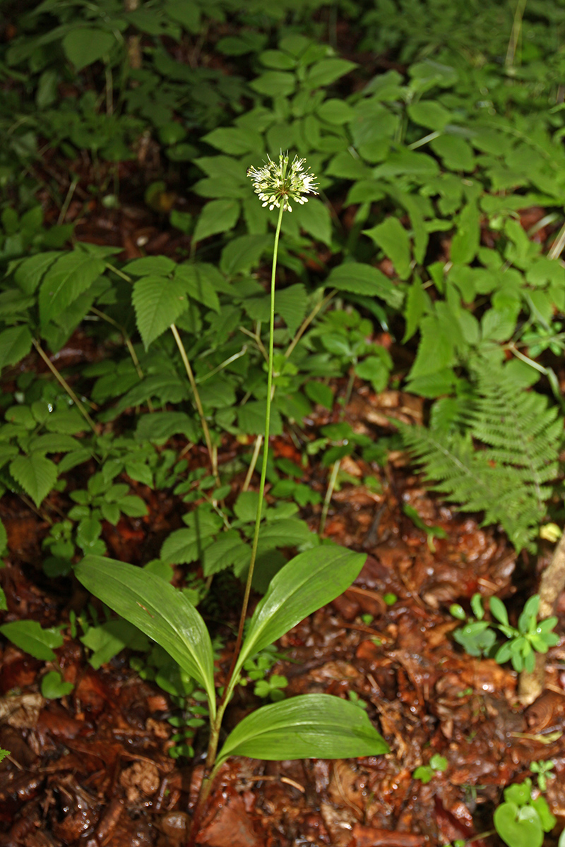 Image of Allium ochotense specimen.