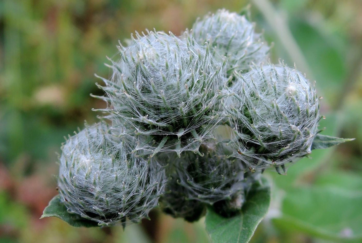 Image of Arctium tomentosum specimen.